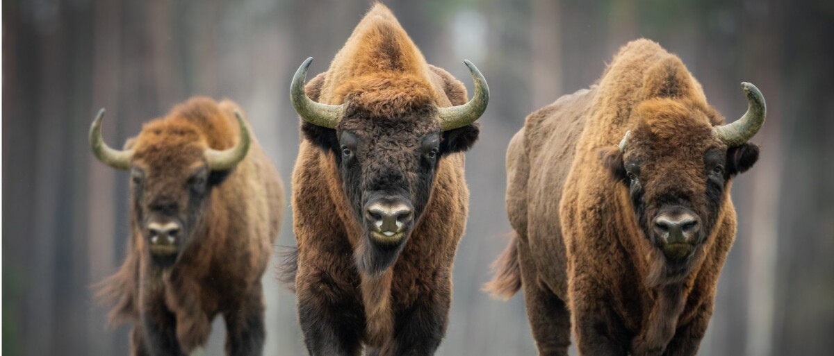 Puszcza Białowieska - żubry